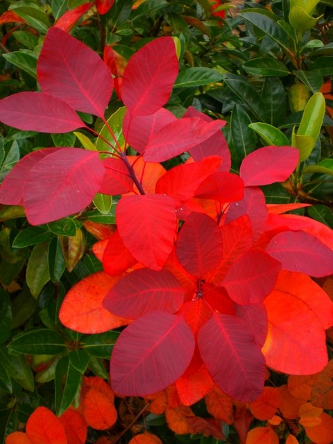 Cotinus coggygria feuille automne
